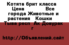 Котята брит класса › Цена ­ 20 000 - Все города Животные и растения » Кошки   . Тыва респ.,Ак-Довурак г.